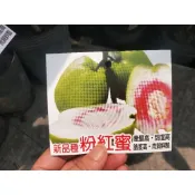 粉紅蜜、紅鑽芭樂果樹苗🍐定價260~360元