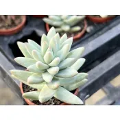 【多肉好好買】一寸盆 樹冰 多肉植物 現貨
