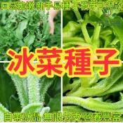 冰菜種子 冰花種子 水晶冰菜 日本冰菜 鑽石冰菜 葉菜種子 陽台蔬菜 家庭菜園 室內盆栽 自種蔬菜 窗台種植