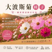 大波斯菊種子1kg(綜合色)~ 花海 綠肥 環境美化用 全年可種 《園藝倉庫》
