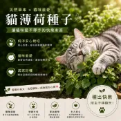 貓薄荷種子-Catnip 貓薄荷 貓草 荊芥 貓咪最愛 新手好種 香草植物 【四季綠園】