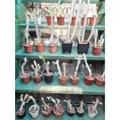 清倉大特價 [1150523更新] 帝錦 龍骨錦 龍骨 大戟科 (多 🌵溫馨の多肉🌞 觀賞