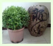 ~長榮~~【細葉七里香】圓球φ30cm   月橘　芸香科植物　庭園灌木　香花植物