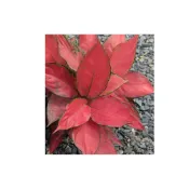 (店+)開心農元-觀葉植物- 紅太陽粗勒草