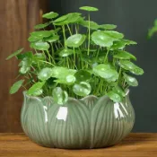 現發現發~銅錢草種子（多入組）四季種植 土培水培綠植桌面陽台盆栽金錢草招財旺宅魚缸造景四季種植旺風水除甲醛馬蹄金種子