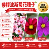 ✨現貨 隔日達✨矮桿波斯菊花種子 彩虹花海/耐熱耐旱不挑土/陽台盆栽輕鬆成球發芽率不覆土也活/生長快速花期長