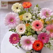 非洲菊種子 非洲菊花籽 室內外庭院 扶郎花種籽 盆栽易活好養 種籽 存活率高 花卉種子 四季種植
