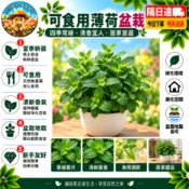 現貨🌹【薄荷盆栽】🌹 可食用 驅蚊香草植物 薄荷 貓薄荷開花香料四季常青開花盆栽 驅蚊蟲盆栽植物 3吋盆發貨