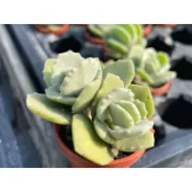 【多肉好好買】一吋盆 千兔耳 多肉植物 現貨