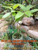 1尺/佛也得fuerte/富爾德哈斯酪梨嫁接苗.B型花.哈斯&平克頓之良好受粉樹.世界評比口感風味為極佳之頂級優良品種!