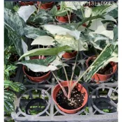 一禪種苗園-CP值最高每葉皆為不規則大理石紋路〈斑葉合果芋苗〉多年生藤本植物-3吋盆/攀蔓性高/療癒的斑葉/家居植物