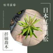 植得｜日本紅芽羅漢松｜扦插苗木