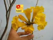 ╭☆東霖園藝☆╮優質樹種( 黃花風鈴木 ) ---金黃耀眼的美感  出售為3吋盆/30公分高