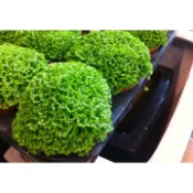 ３吋藍柏　冰淇淋捲柏 , 觀葉/半日照植物‧愛心捲柏‧辦公室小盆栽 3 吋盆 , 小品盆栽, 療癒商品植栽
