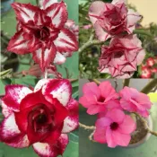 【沙漠玫瑰種子】高發芽率 耐旱植物 珍稀重瓣品系 多肉植物