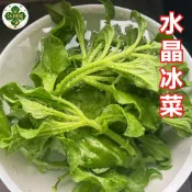 【水晶冰菜種子 24H台灣出貨 】水晶冰菜種子 冰草蔬菜水晶 盆栽菜種子 地栽盆栽 四季播種 高產 高發芽 蔬菜種子