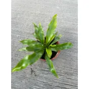 🪴綠植田園🪴山蘇/3寸盆/蕨類植物/觀葉植物