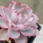 赫拉【EVA花園】0519更新 韓國進口 晚霞交種 一物一拍 多肉植物 景天 平地露養 脫盆裸根寄