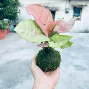 粉紅佳人合果芋 l  植物苔球 觀葉 室內植栽 禮物