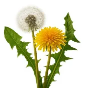 【268菜園】西洋蒲公英種子｜多年生草本｜可食用嫩葉與花朵｜觀賞藥草雙用途｜家庭園藝必備