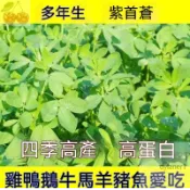 苜蓿芽苗菜種子750粒 紫花苜蓿籽水培蔬菜 陽台盆栽庭院可種 3-5天快採 免土免肥｜高營養 生機飲食必備