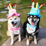 【品質驗證】生日快樂/寵物狗狗柯基泰迪柴犬帽子頭套圍脖圍巾生日派對飾品