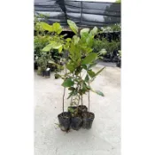 ★卉迎園藝★紅毛丹實生苗高度60_70公分 水果樹苗/新興果樹/果苗/嫁接/植物/盆栽