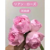 河本羈絆 河本純子 櫻花粉色果奶香氣 強健玫瑰花 植株盆 植株苗