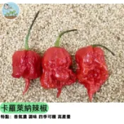 🌶️【世界最辣】卡羅萊納死神辣椒種子 鬼椒冠軍 極限挑戰者必種 收錄金氏紀錄 盆栽可種 自製辣椒醬