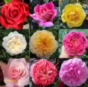 〈限時特價〉花花世界-玫瑰苗*蔓性玫瑰(無標籤)*7吋盆/高60~120CM/原價600元  特價500元*不適合超取*