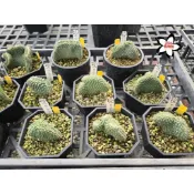 陽明園 仙人掌 綴花菊水 實生株 一物一拍