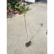 ★綠霖園藝★黃金風鈴木  觀賞植物/水果樹苗/新興果樹/果苗/嫁接/植物/盆栽
