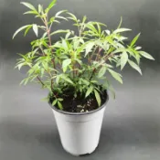 芳香萬壽菊 香草植物小品盆栽 驅蚊輻蟲食用花卉 3吋 芳香萬壽菊盆栽