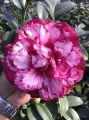 【盛宏茶花】茶花品種︱5吋盆原棵茶花︱伯拜范斑
