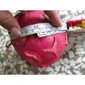 白&紅(品種為霸王)火龍果枝條，仙人掌嫁接或是種火龍果甚至養陸龜都適用，完全不挑1枝4元，給頭端1枝5元，有根25元，平
