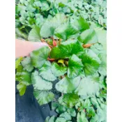 【卓也小舖】買一送一，2026正宗官田菱角苗 水耕植物  幼苗 水缸養魚好夥伴 ，每星期五六日才有出貨，一次下單最多5