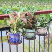 設彩品牌旗艦店 縣掛式花架 陽台花架懸掛式綠蘿吊蘭花盆掛架鐵藝杆窗台花架子室內置物架『XY3968』