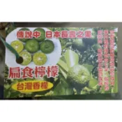 扁實檸檬/台灣香檬/長壽果/嫁接苗/水果苗