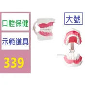 【台灣現貨免等】教學模型假牙 2倍牙模 牙模型放大2倍帶牙刷牙齒模型 大假牙模型 刷牙教學道具