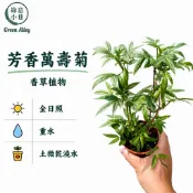 綠意小巷【芳香萬壽菊。香草植物】三吋盆。可以泡花草茶。