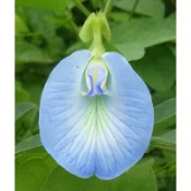  蝶豆花種子 台灣種植 新鮮現採淺藍蝶豆種子8粒50元