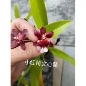 小紅莓文心蘭~販賣無花株