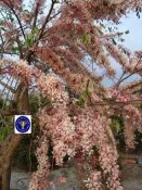 ╭＊田尾玫瑰園＊╯新品種庭園用樹- (花旗木)泰國櫻花4吋黑袋高70cm200元