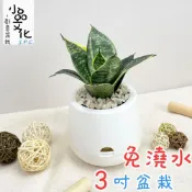 (店+)虎紋金邊虎尾蘭【現貨】3吋雪胖盆 懶人盆栽 加水更方便 觀葉植物 室內植物 自動吸水 水培 創意花盆