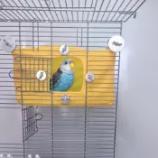 【鸚鵡鳥窩】 鸚鵡鳥窩 鸚鵡帳篷 鸚鵡吊床 鳥類涼蓆 鸚鵡鳥屋 虎皮鸚鵡鳥窩 玄鳳鸚鵡鳥窩 鸚鵡夏季用品 鳥類睡窩