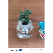 芙羅莉-水耕盆栽-藍柏