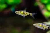 【神奇水族店】三間小丑燈 燈魚 中小型魚 觀賞魚 魚缸 水草缸 水族 可混養 造景 水族箱 飼料 魚飼料 觀賞魚
