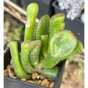 多肉植物-史瑞克2吋