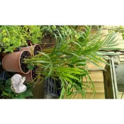 室內觀賞植物綠化盆栽植栽黃椰子-3吋盆