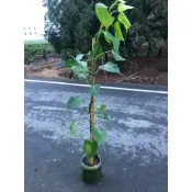 花田里_喬木植物_菩提樹_-又稱畢缽羅樹/8吋盆/高80-120公分(無法超取)